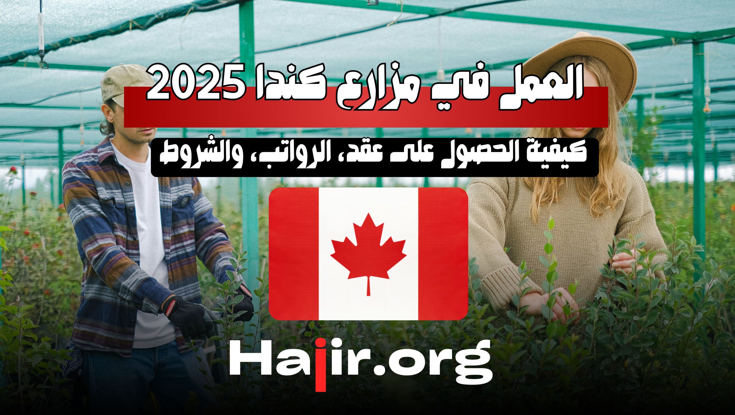 العمل في مزارع كندا 2025: كيفية الحصول على عقد، الرواتب، والشروط
